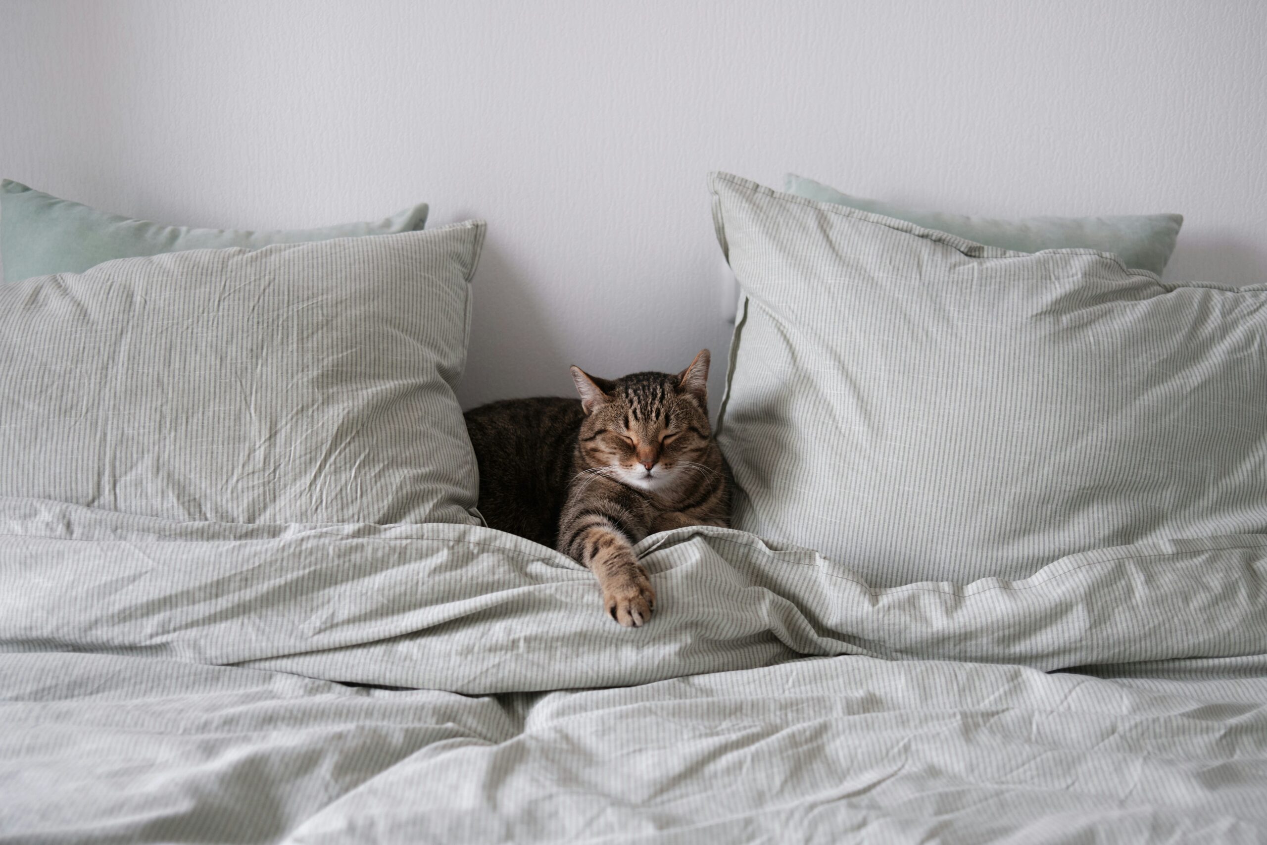 Enlever les odeurs persistantes de litière du chat