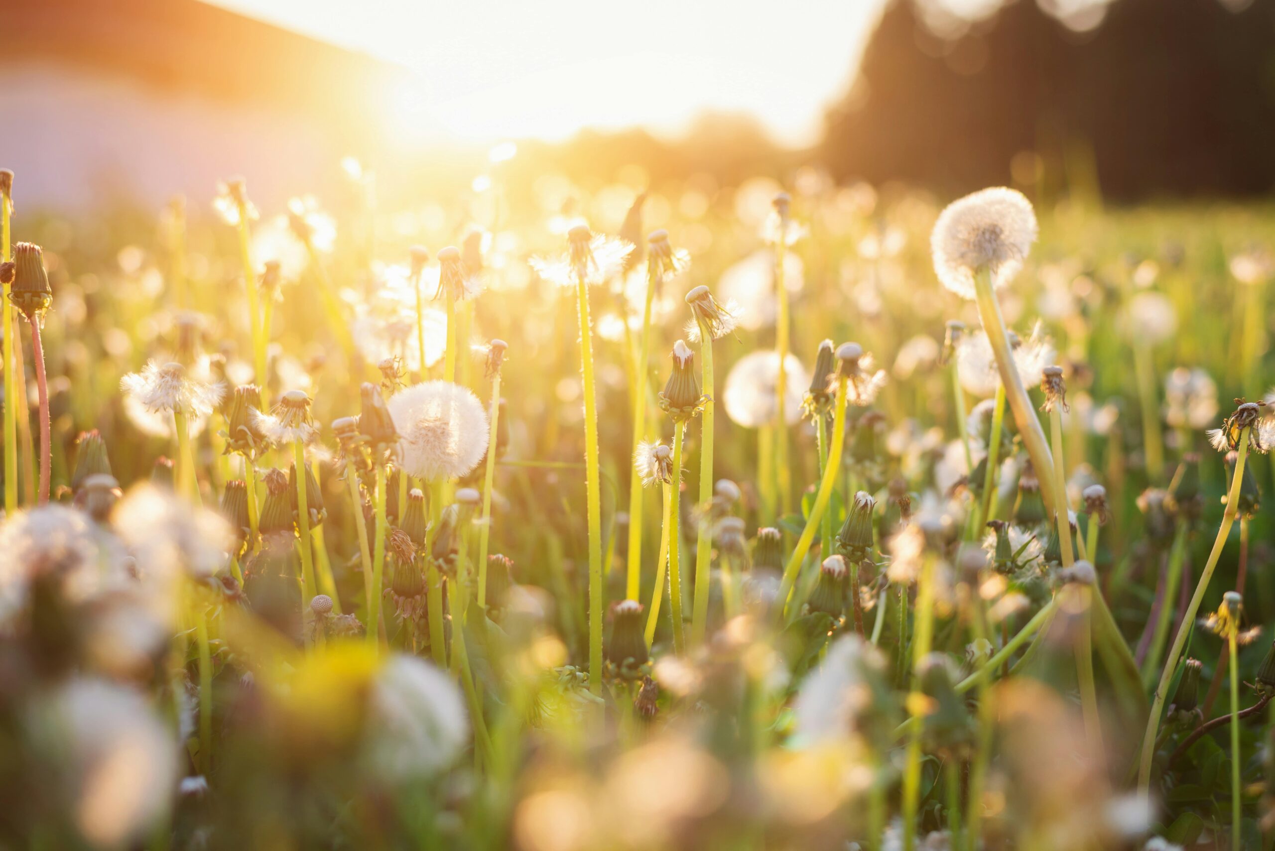 allergies saisonnières