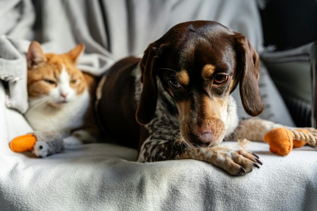 allergies animaux domestiques