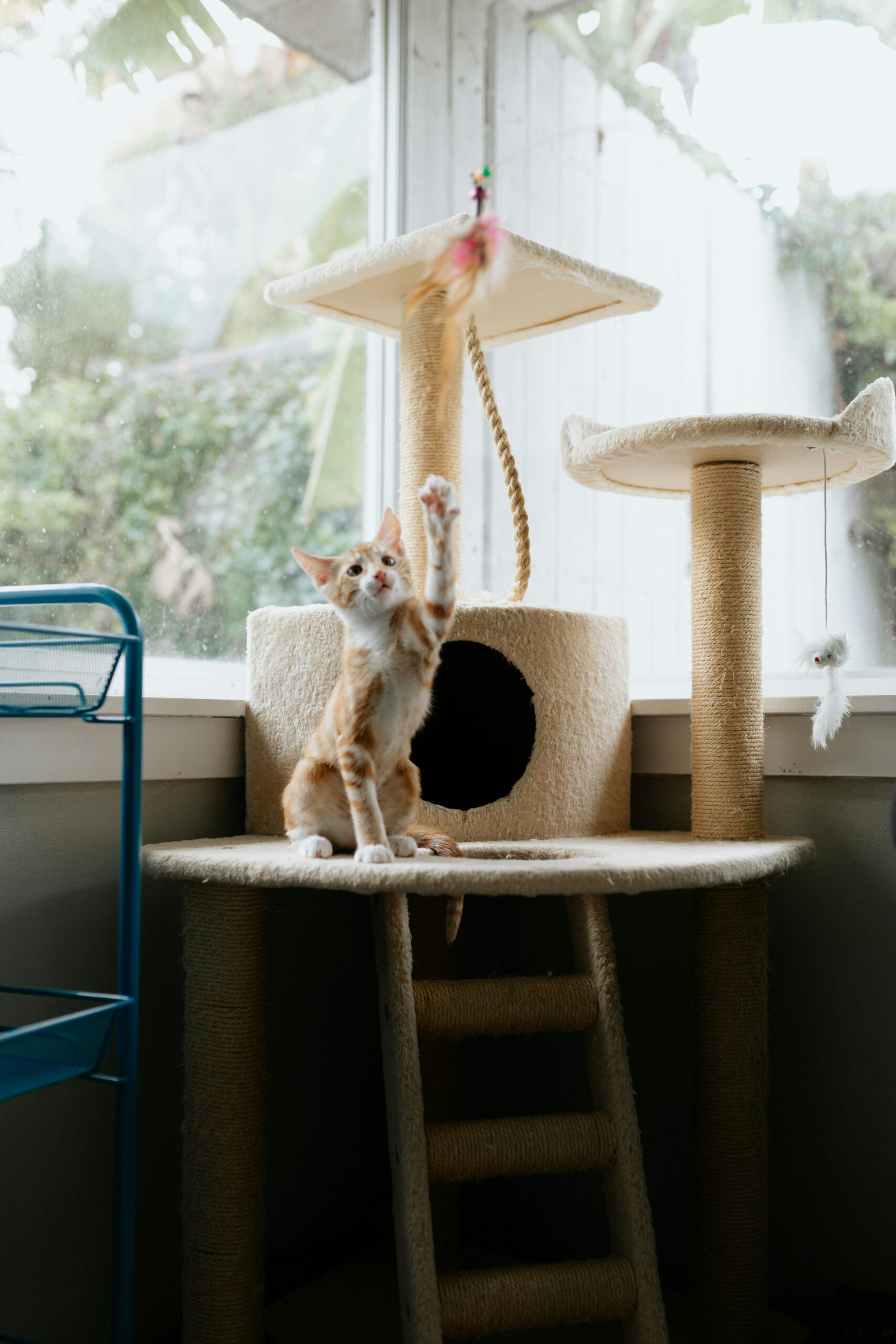 Set up a space for your pet